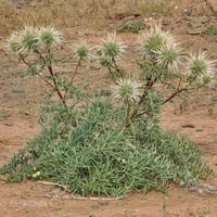 بذور عشبة شوكة الجمل البرية