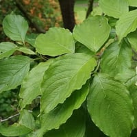 بذور شجرة كورنوس فلوريدا البيضاء