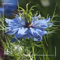 بذور الحبة السوداء البلدي