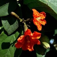 بذور شجرة الكورديا القرمزية