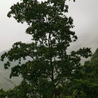 بذور شجرة ترمناليا بروني