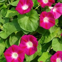 بذور متسلقة مجد الصباح الحمراء