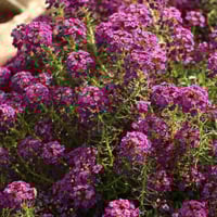 بذور زهور اليسم الارجواني زهرة الملكة العطرية