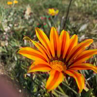 بذور زهرة جازانيا متعددة الألوان