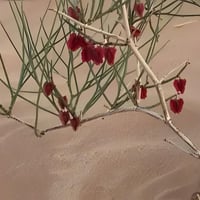 بذور شجيرة ارطى النقاوي