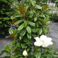 بذور شجرة ماغنوليا العطرية