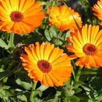 جملة بذور اقحوان كلانديولا الزاهية