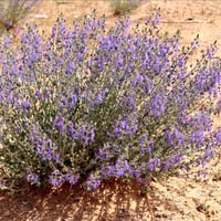 جملة 500 بذرة من بذور العهينة البرية