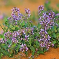 جملة بذور الخزامى البرية بالوزن