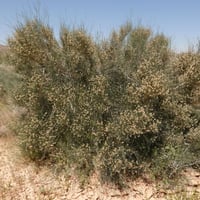 بذور شجيرة ارطى النقاوي