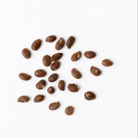 بذور فاكهة الكيوي