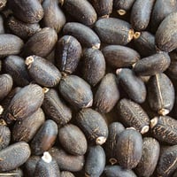 جملة 200 بذرة من بذور شجرة الجاتروفا الحمراء