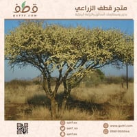 بذور طلح الضبة بالوزن والكيلو