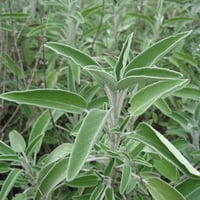 جملة 500 بذرة من الميرامية عريضة الأوراق