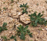 جملة بذور الرقروق المغذية للكمأة أو الفقع