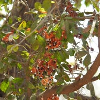 بذور اللوز الهندي