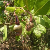 بذور شجرة الكاجو