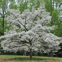 بذور شجرة كورنوس فلوريدا البيضاء