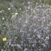 بذور الجريبا شجيرة الحمأة او الحمة البرية