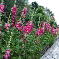 جملة 500 بذرة من زهور الخطمية الختمية