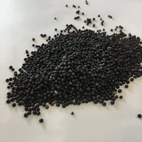 بذور زهرة الدهدهان الوردي المحمر