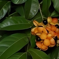 بذور شجرة هاربوليا