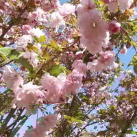 بذور شجرة ساكورا الكرز الياباني المزهر