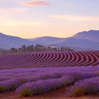 جملة 1000 بذرة من نبات اللافندر العطري