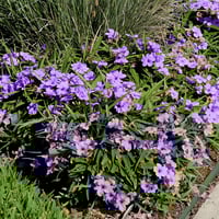 بذور زهرة بيتونيا الصحراء رويليا