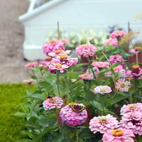 بذور زهرة الزينيا وردية