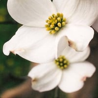 بذور شجرة كورنوس فلوريدا البيضاء