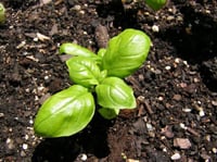 جملة 2000 بذرة من الريحان الايطالي عريض الاوراق عض...