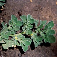 بذور شجيرة الدعاع البرية