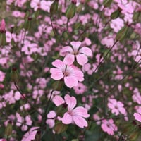 جملة بذور زهرة الدهدهان الوردي المحمر