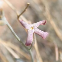 بذور الجريبا شجيرة الحمأة او الحمة البرية