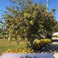 جملة 200 بذرة من بذور شجرة الجاتروفا الحمراء