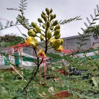 بذور شجرة الطاووس سلسبينيا الصفراء