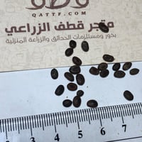 بذور شجرة السمر