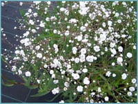 جملة 5000 بذرة من زهرة جيبسوفيلا