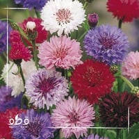 جملة 500 بذرة من زهور ندى العنبر سنتاوريا كيانوس