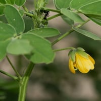 بذور شجيرة سنا الصينية . سنا المنجل