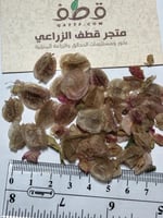 بذور جملة 500 بذرة من بذور الحميض البري