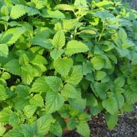 بذور المليسه بلسم الليمون