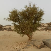 جملة 300 بذرة من شجرة السرح