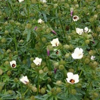 بذور زهرة هيبيسكس البيضاء