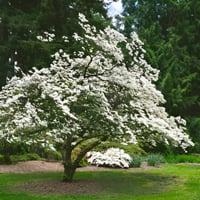 بذور شجرة كورنوس فلوريدا البيضاء