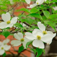 بذور شجرة كورنوس فلوريدا البيضاء