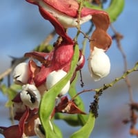 بذور اللوز الهندي