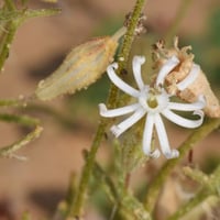 بذور زهرة عشبة ابو دهينة البرية