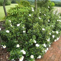 بذور شجيرة وردة الأميرة القريضة العنبرية العطرية